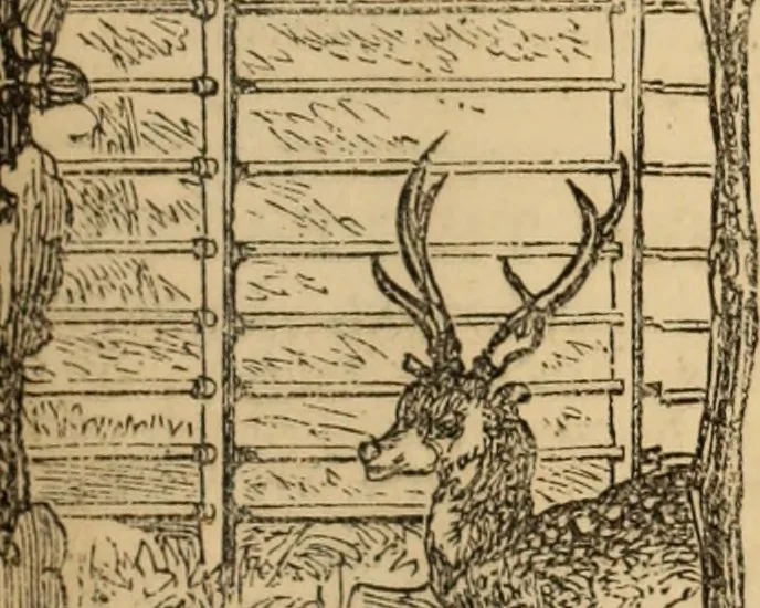 An illustration from The book of orders of knighthood and decorations of honour of all nations ..., 1858, leaf 842