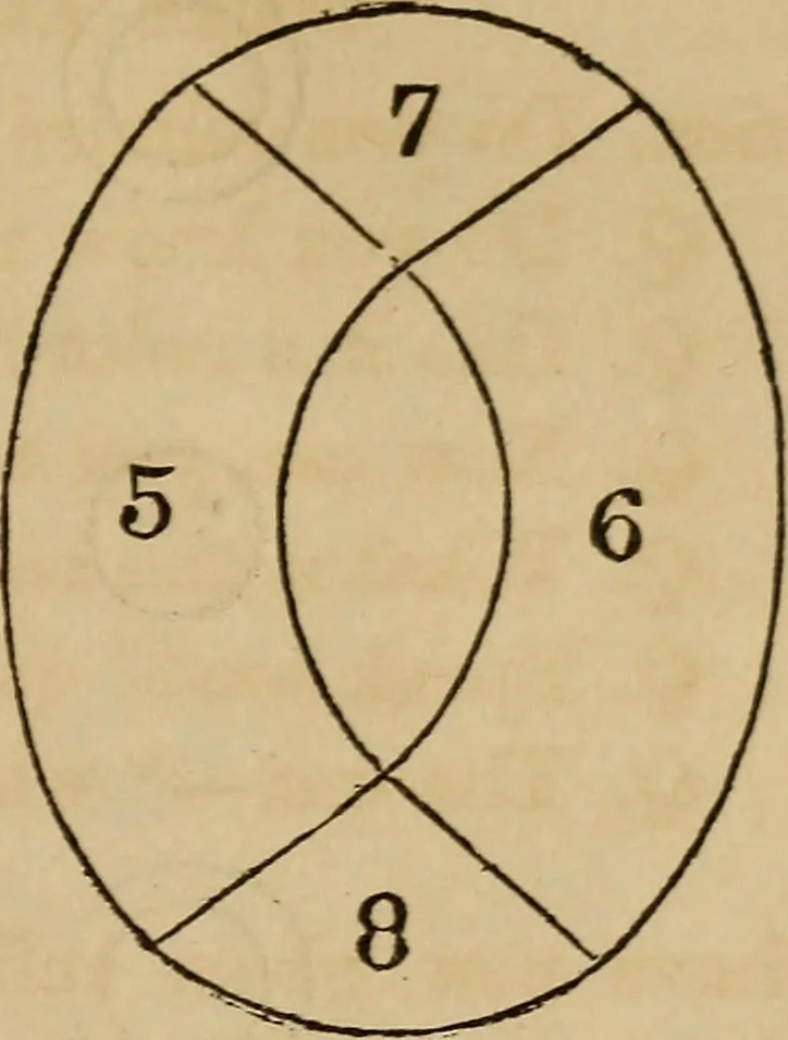 An illustration from Book of riddles and five hundred home amusements : containing a choice and curious collection of riddles, charades, enigmas, rebuses, anagrams, transpositions, conundrums, amusing puzzles, queer sleights, recreations in arithmetic, fireside games, and natural magic, embracing entertaining amusements in magnetism, chemistry, second sight, and simple recreations in science for family and social pastime, 1863, leaf 102