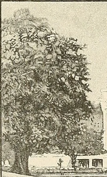 An illustration from A book of samples of papers manufactured to print properly all kinds of illustrations; together with a book of the same papers printed and lithographed in all of the principal processes used for illustration, 1922, leaf 358