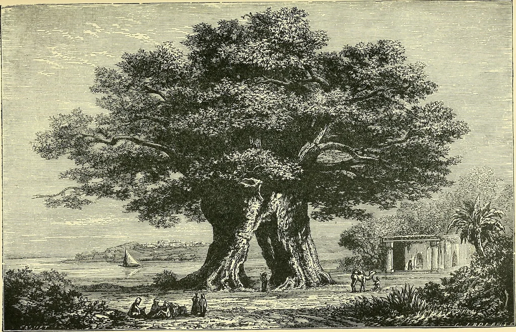 An illustration from The book of Ser Marco Polo, the Venetian, concerning the kingdoms and marvels of the East;, 1903, leaf 434