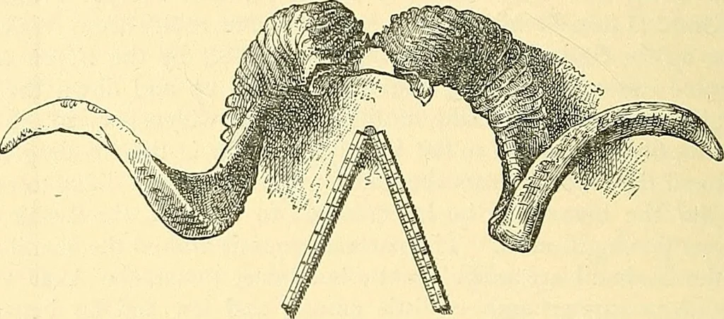 An illustration from The book of Ser Marco Polo, the Venetian, concerning the kingdoms and marvels of the East;, 1903, leaf 473