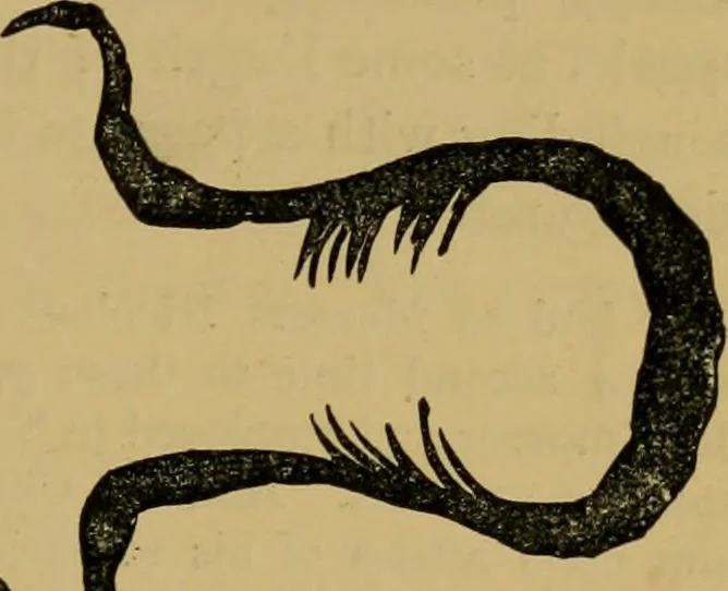 An illustration from The book of Ser Marco Polo, the Venetian : concerning the kingdoms and marvels of the East, 1871, leaf 154