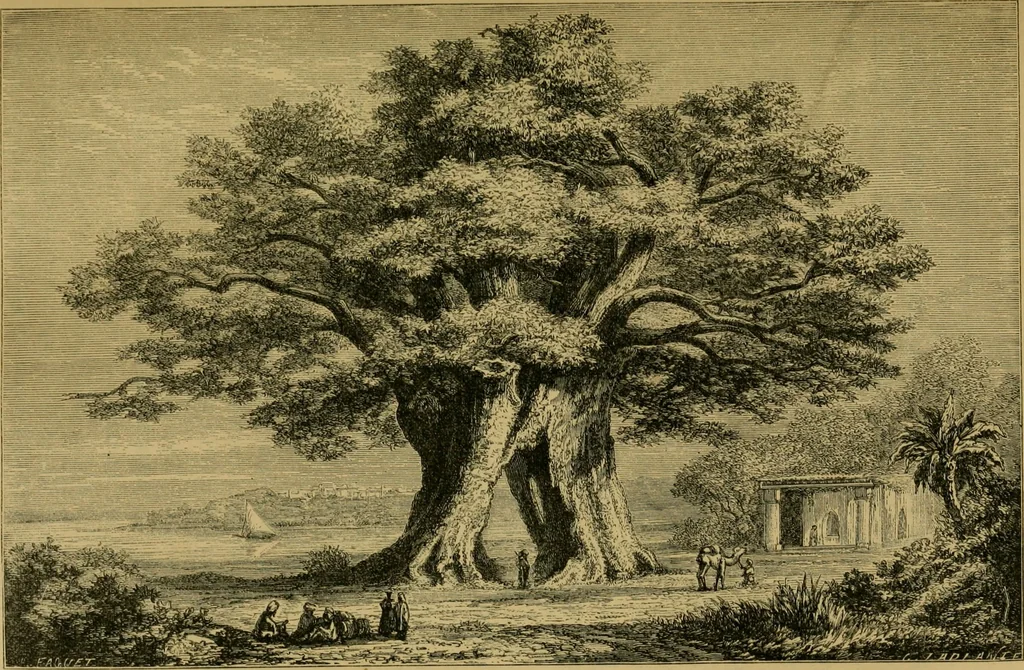 An illustration from The book of Ser Marco Polo, the Venetian : concerning the kingdoms and marvels of the East, 1871, leaf 316