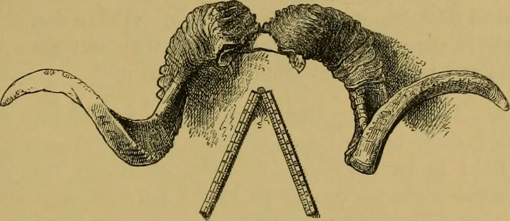 An illustration from The book of Ser Marco Polo, the Venetian : concerning the kingdoms and marvels of the East, 1871, leaf 352