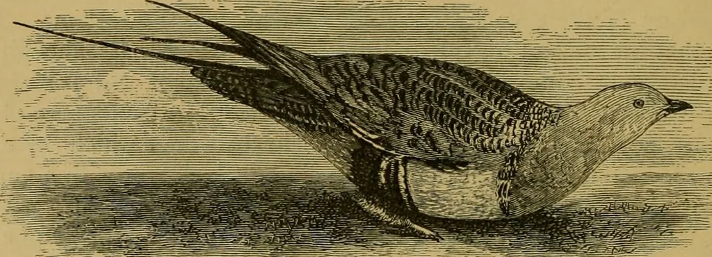 An illustration from The book of Ser Marco Polo, the Venetian : concerning the kingdoms and marvels of the East, 1871, leaf 427