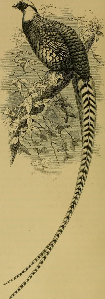 An illustration from The book of Ser Marco Polo, the Venetian : concerning the kingdoms and marvels of the East, 1871, leaf 433
