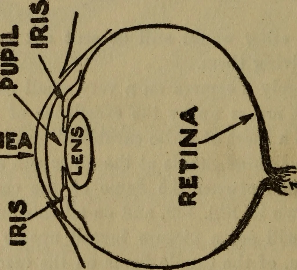 An illustration from The book of stars, 1920, leaf 149