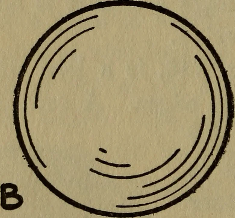 An illustration from The book of stars, 1920, leaf 155
