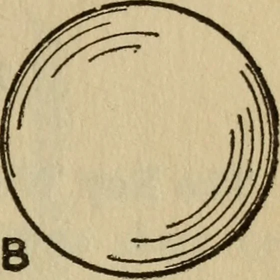 An illustration from The book of stars, 1920, leaf 156