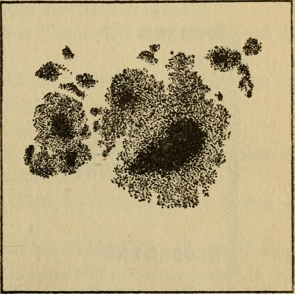 An illustration from The book of stars, 1920, leaf 56