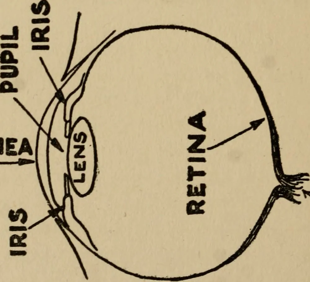 An illustration from The book of stars; being a simple explanation of the stars and their uses to boy life, written to conform to the tests of the Boy scouts, 1915, leaf 147