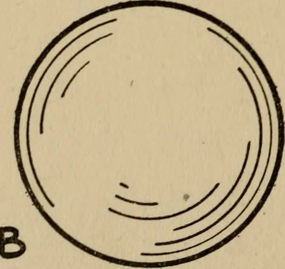 An illustration from The book of stars; being a simple explanation of the stars and their uses to boy life, written to conform to the tests of the Boy scouts, 1915, leaf 153
