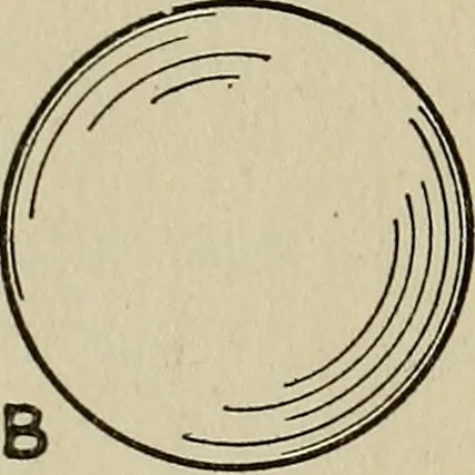 An illustration from The book of stars; being a simple explanation of the stars and their uses to boy life, written to conform to the tests of the Boy scouts, 1915, leaf 154