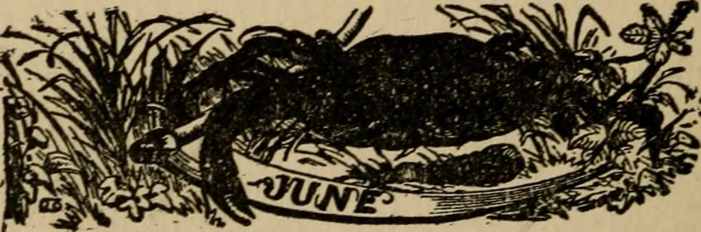 An illustration from The book of stars; being a simple explanation of the stars and their uses to boy life, written to conform to the tests of the Boy scouts, 1915, leaf 195