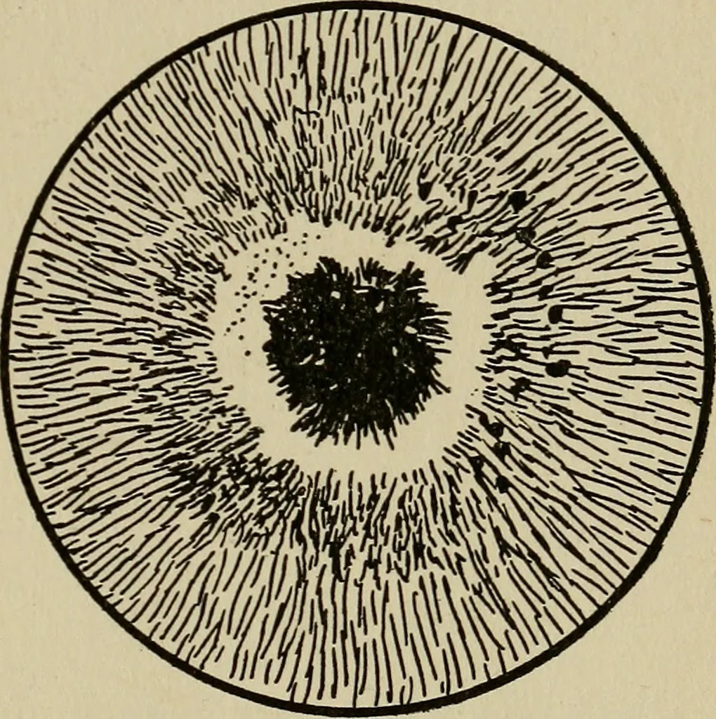 An illustration from The book of stars; being a simple explanation of the stars and their uses to boy life, written to conform to the tests of the Boy scouts, 1915, leaf 54