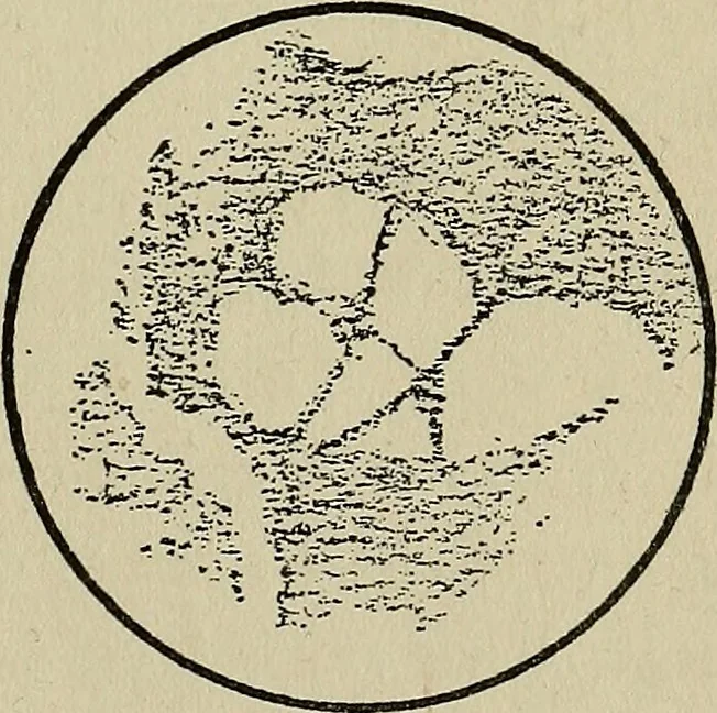 An illustration from The book of stars; being a simple explanation of the stars and their uses to boy life, written to conform to the tests of the Boy scouts, 1915, leaf 68