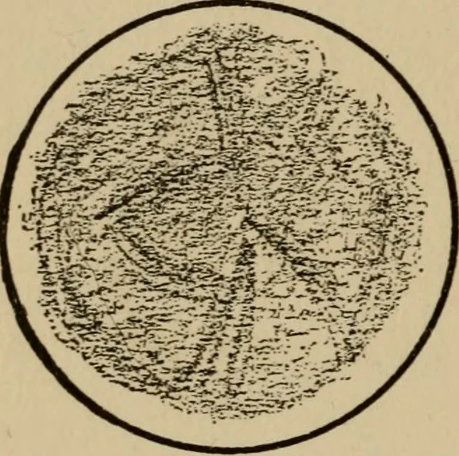 An illustration from The book of stars; being a simple explanation of the stars and their uses to boy life, written to conform to the tests of the Boy scouts, 1915, leaf 69