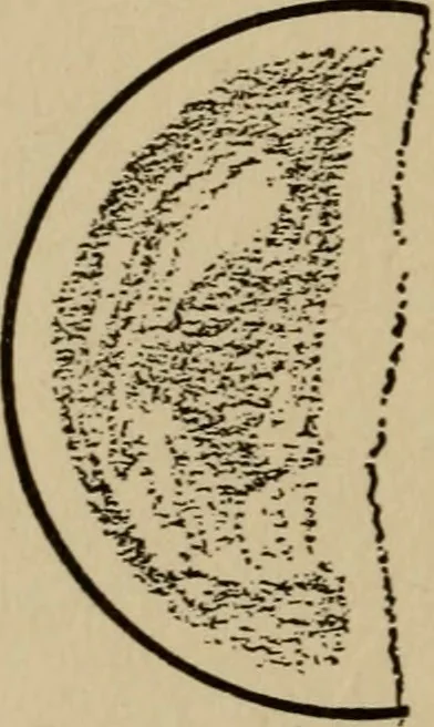 An illustration from The book of stars; being a simple explanation of the stars and their uses to boy life, written to conform to the tests of the Boy scouts, 1915, leaf 69
