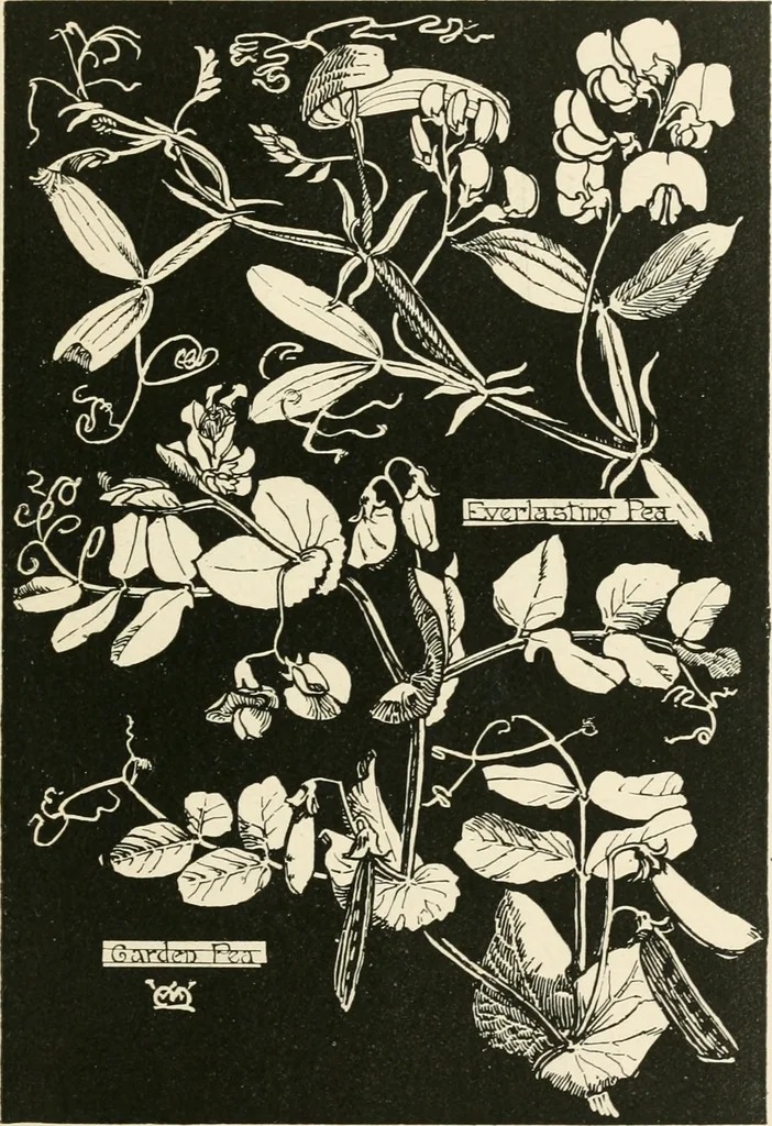 An illustration from A book of studies in plant form with some suggestions for their application to design, 1896, leaf 102