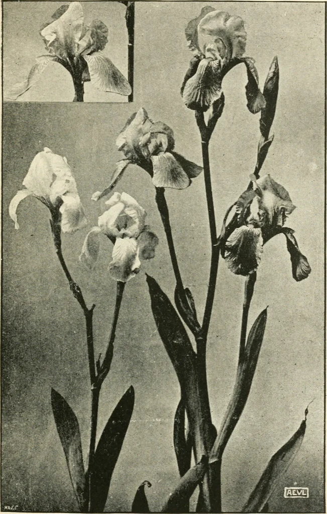 An illustration from A book of studies in plant form with some suggestions for their application to design, 1896, leaf 104