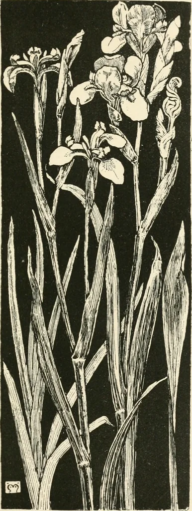 An illustration from A book of studies in plant form with some suggestions for their application to design, 1896, leaf 106
