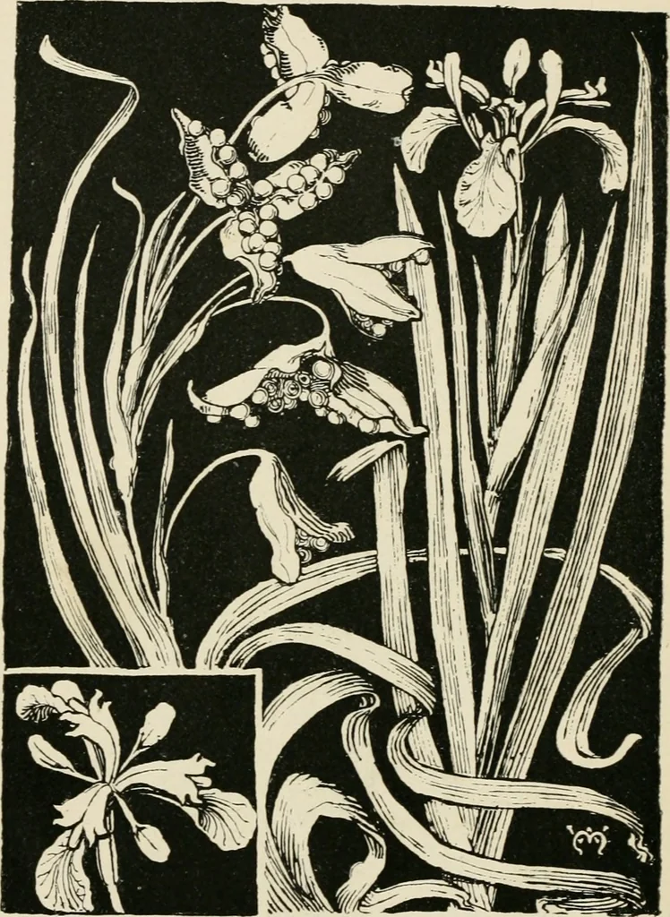 An illustration from A book of studies in plant form with some suggestions for their application to design, 1896, leaf 107