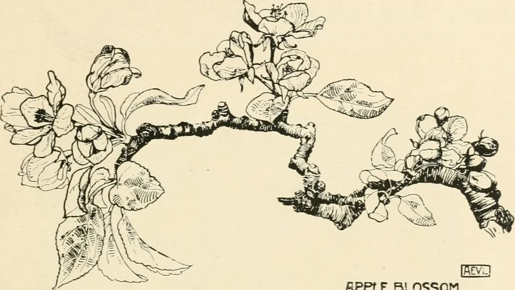 An illustration from A book of studies in plant form with some suggestions for their application to design, 1896, leaf 108