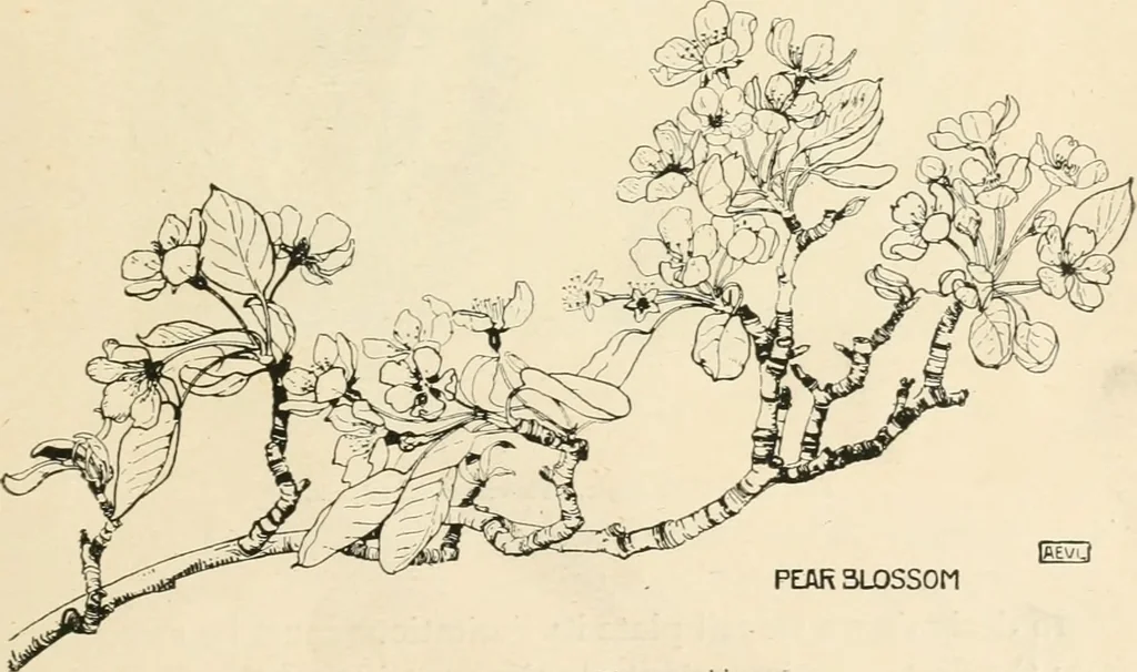 An illustration from A book of studies in plant form with some suggestions for their application to design, 1896, leaf 108