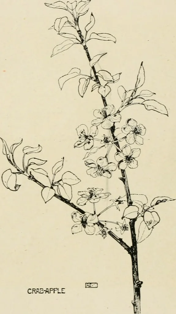 An illustration from A book of studies in plant form with some suggestions for their application to design, 1896, leaf 109
