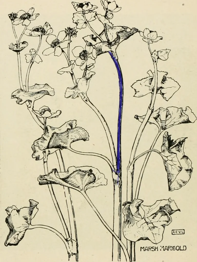 An illustration from A book of studies in plant form with some suggestions for their application to design, 1896, leaf 111