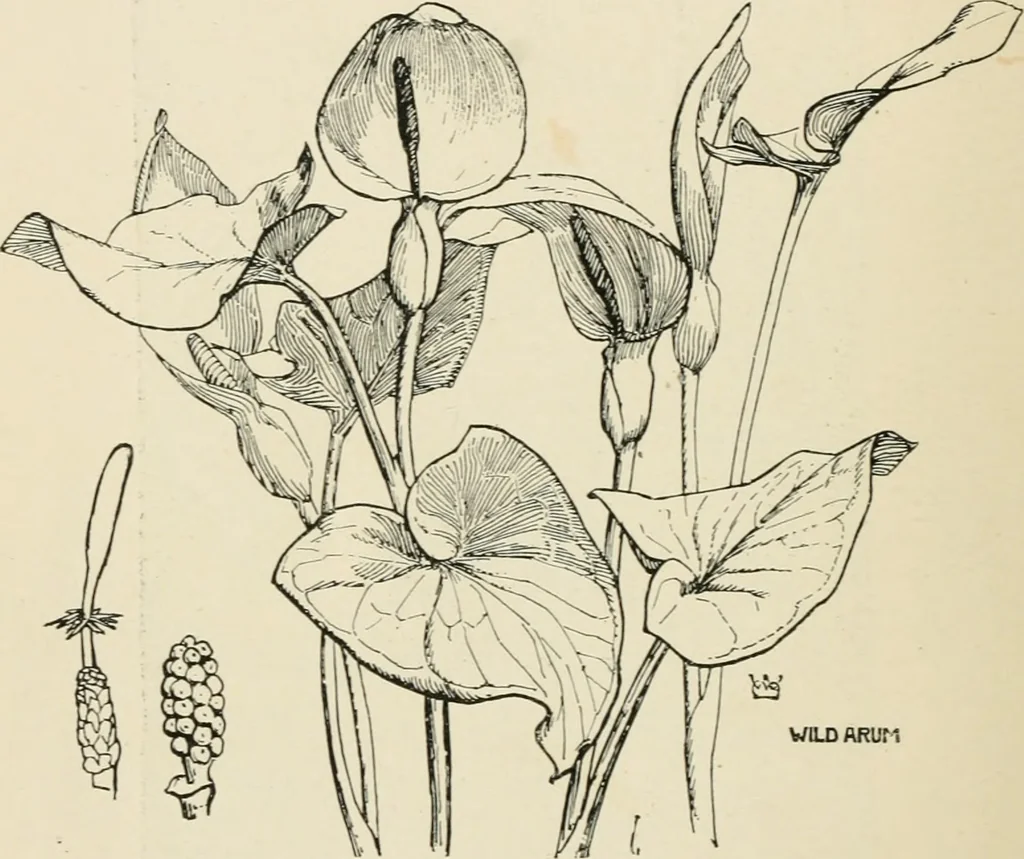 An illustration from A book of studies in plant form with some suggestions for their application to design, 1896, leaf 113