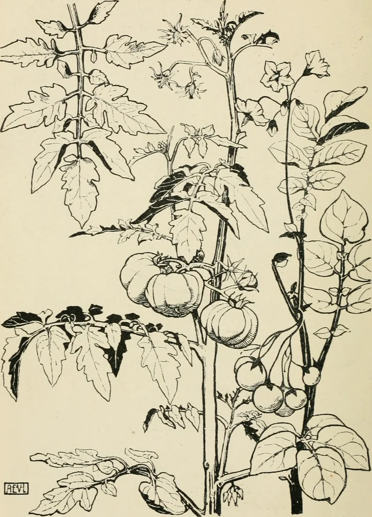 An illustration from A book of studies in plant form with some suggestions for their application to design, 1896, leaf 117