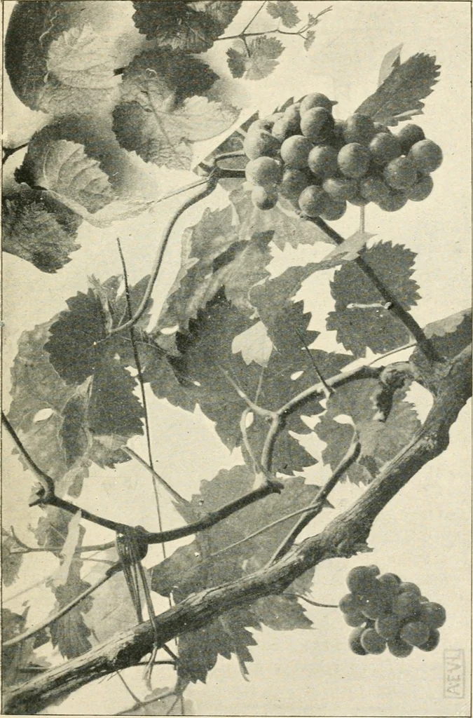 An illustration from A book of studies in plant form with some suggestions for their application to design, 1896, leaf 120