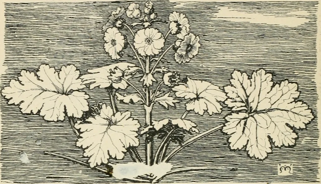 An illustration from A book of studies in plant form with some suggestions for their application to design, 1896, leaf 121