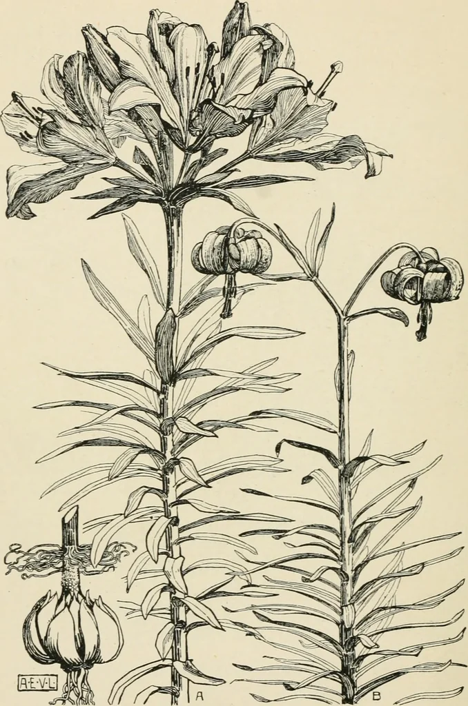 An illustration from A book of studies in plant form with some suggestions for their application to design, 1896, leaf 123
