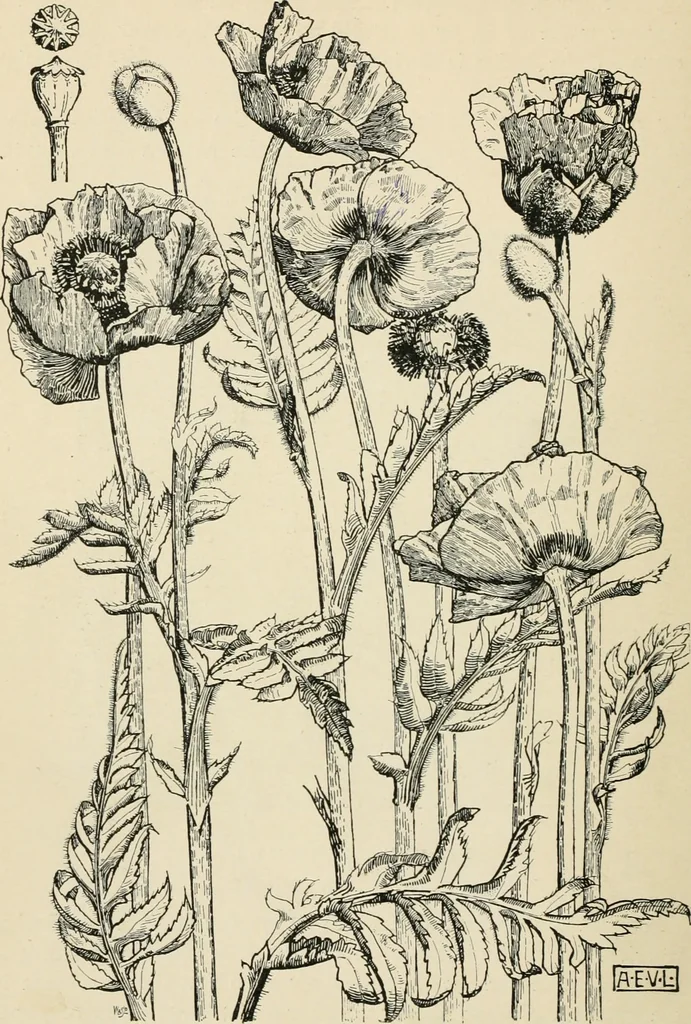 An illustration from A book of studies in plant form with some suggestions for their application to design, 1896, leaf 125