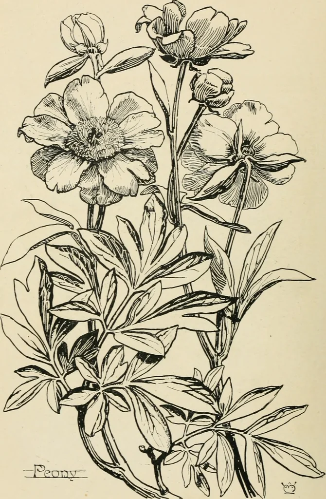 An illustration from A book of studies in plant form with some suggestions for their application to design, 1896, leaf 127