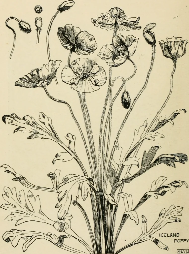 An illustration from A book of studies in plant form with some suggestions for their application to design, 1896, leaf 129