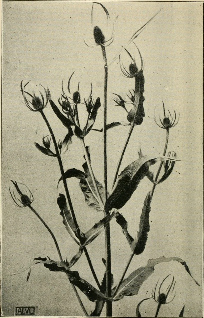 An illustration from A book of studies in plant form with some suggestions for their application to design, 1896, leaf 133