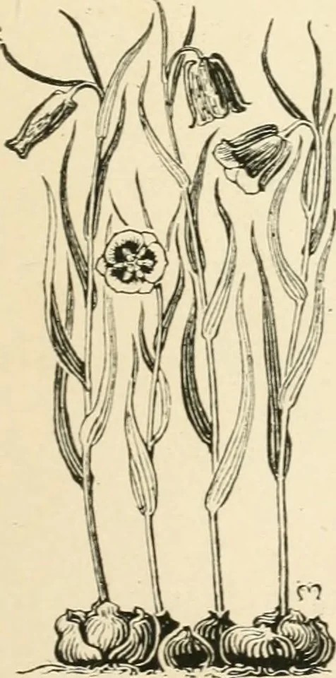 An illustration from A book of studies in plant form with some suggestions for their application to design, 1896, leaf 134