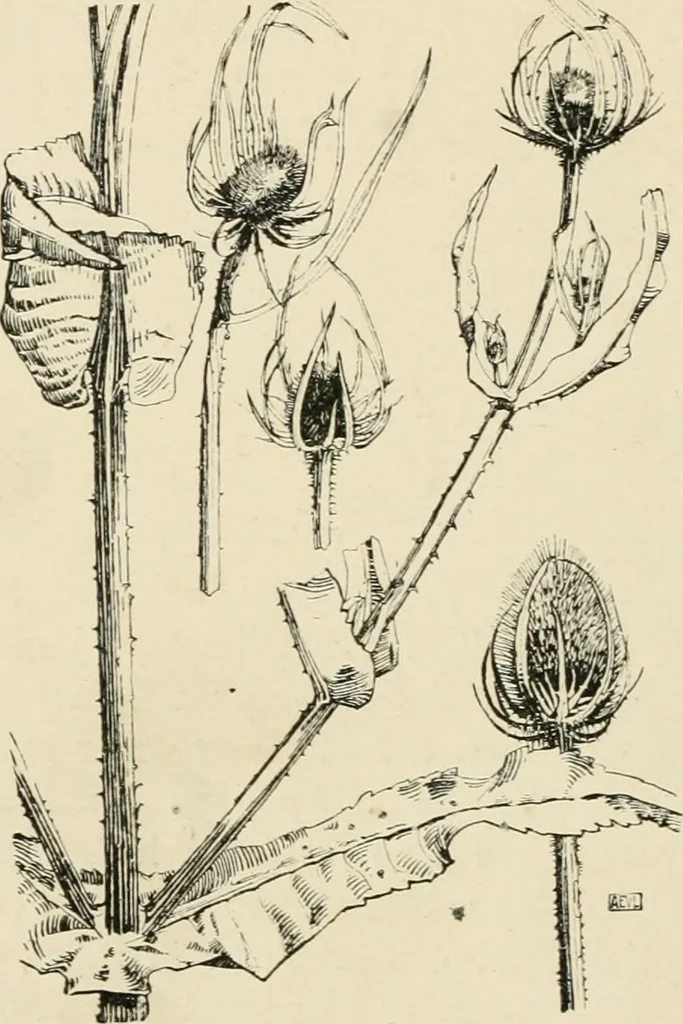 An illustration from A book of studies in plant form with some suggestions for their application to design, 1896, leaf 135