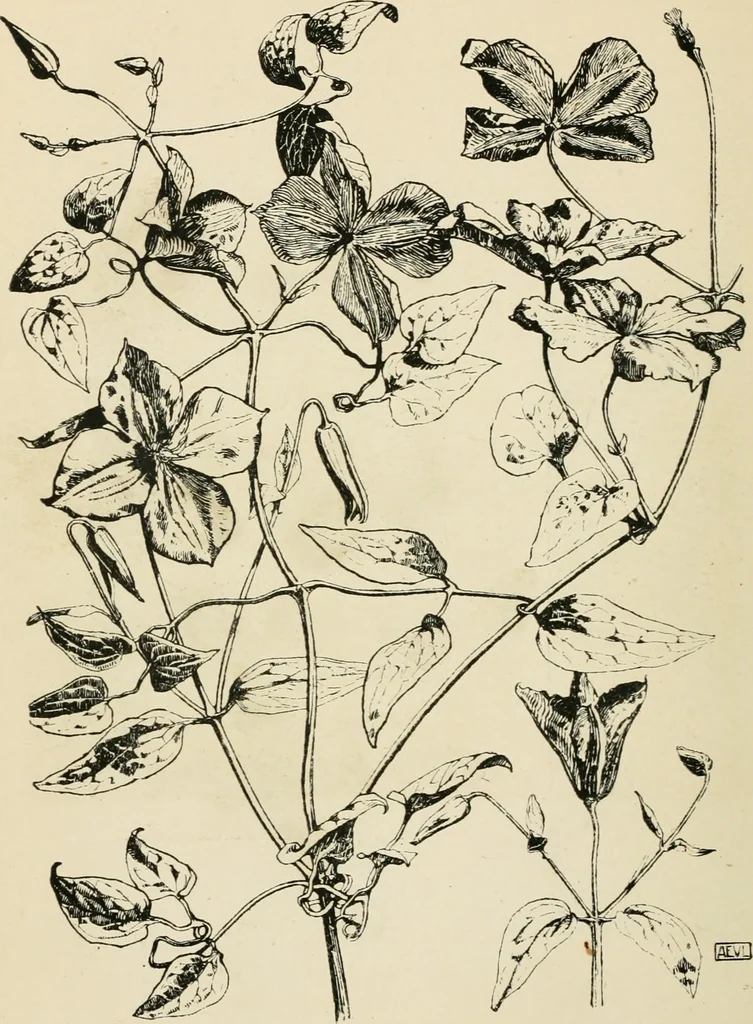 An illustration from A book of studies in plant form with some suggestions for their application to design, 1896, leaf 139