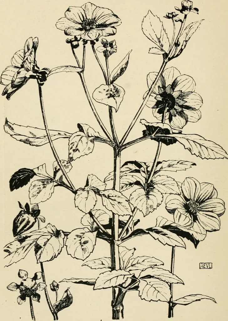 An illustration from A book of studies in plant form with some suggestions for their application to design, 1896, leaf 141