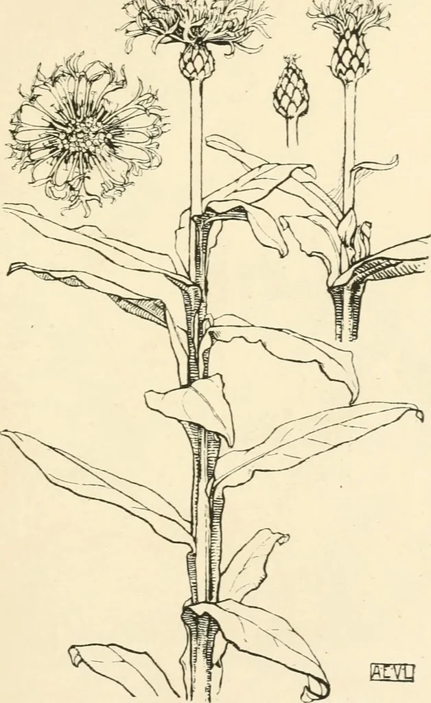 An illustration from A book of studies in plant form with some suggestions for their application to design, 1896, leaf 142