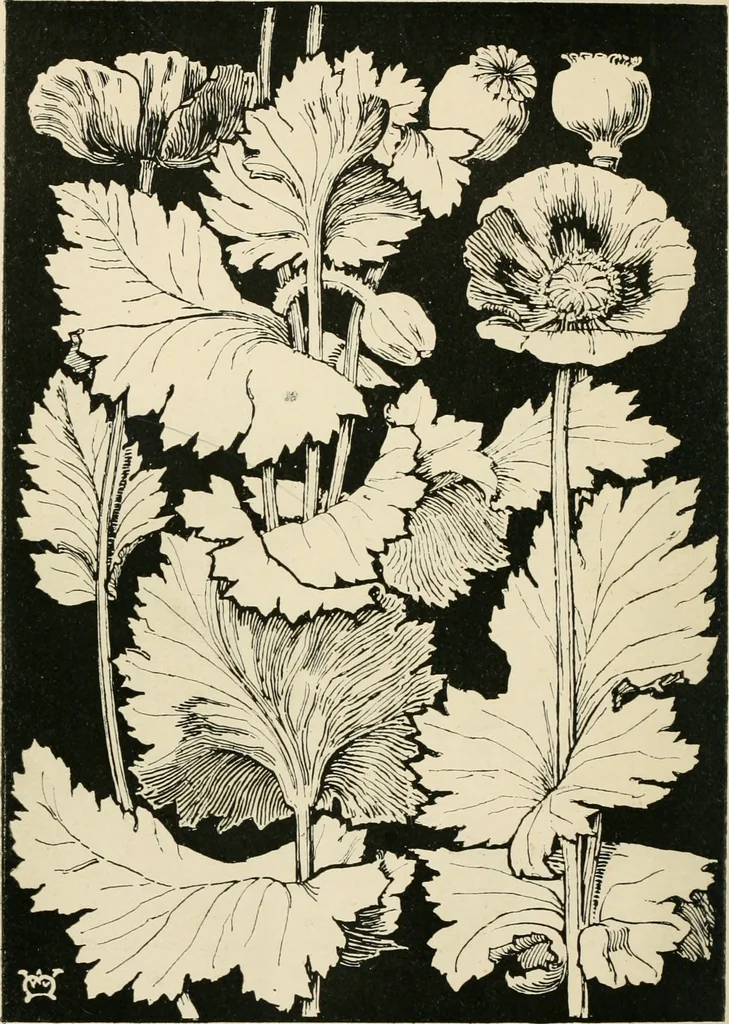 An illustration from A book of studies in plant form with some suggestions for their application to design, 1896, leaf 143