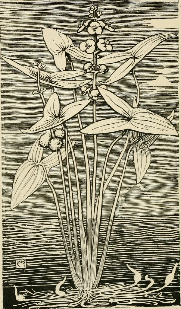 An illustration from A book of studies in plant form with some suggestions for their application to design, 1896, leaf 145