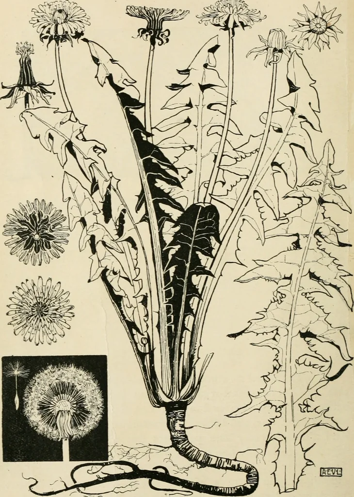 An illustration from A book of studies in plant form with some suggestions for their application to design, 1896, leaf 21