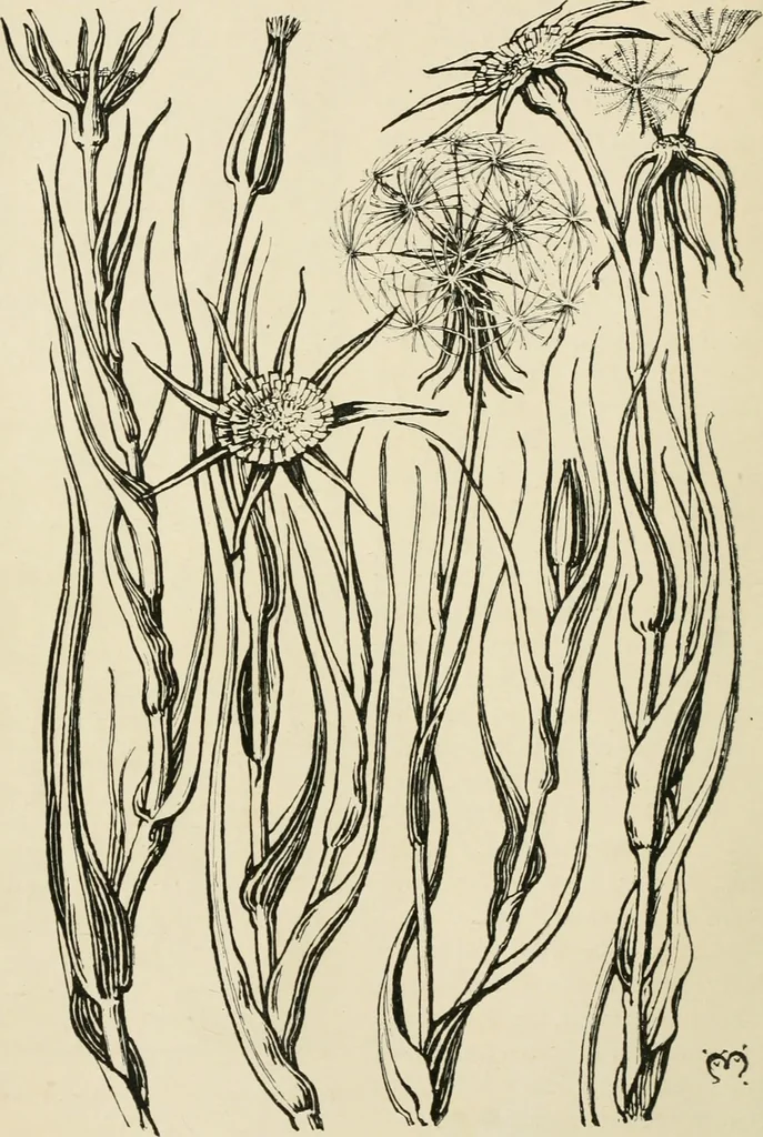 An illustration from A book of studies in plant form with some suggestions for their application to design, 1896, leaf 23