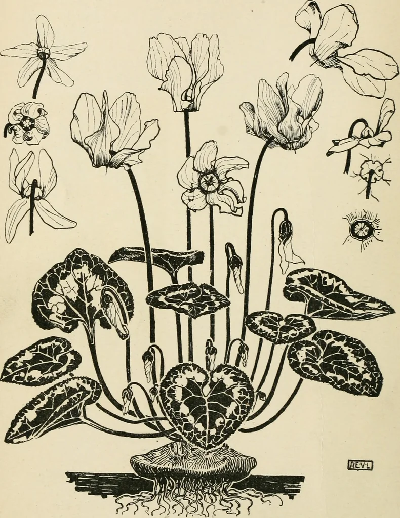 An illustration from A book of studies in plant form with some suggestions for their application to design, 1896, leaf 25