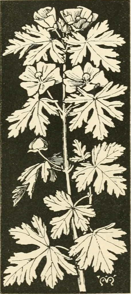 An illustration from A book of studies in plant form with some suggestions for their application to design, 1896, leaf 26